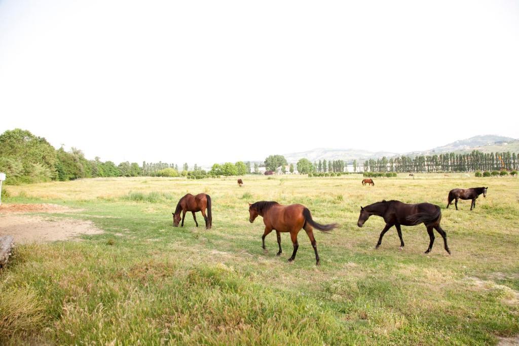 Agriturismo Villa Irelli Castellalto Zewnętrze zdjęcie