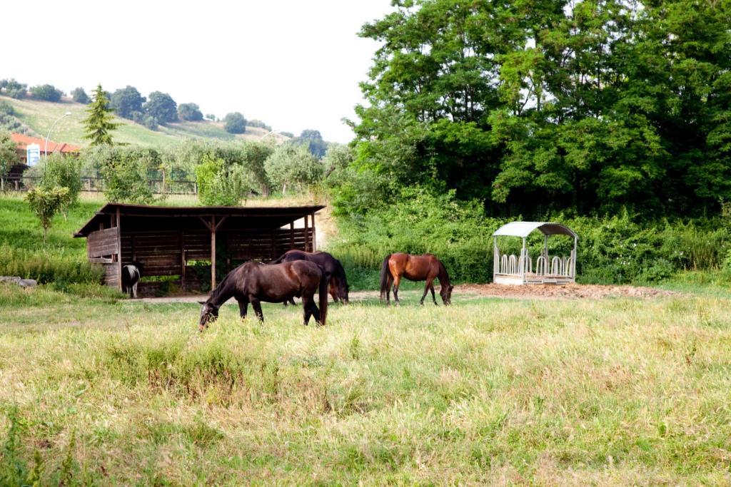 Agriturismo Villa Irelli Castellalto Zewnętrze zdjęcie